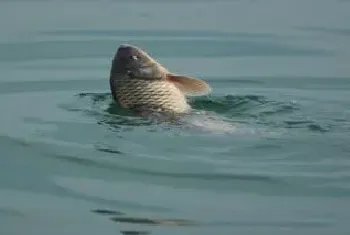 鲤鱼无鳞是什么鱼