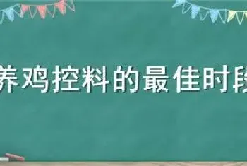 养鸡控料的最佳时段