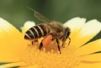 蜜蜂病害与敌害防治