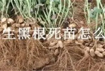 花生黑根死苗怎么治