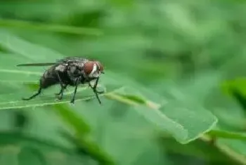 苍蝇怎么驱赶