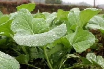 油菜冬季田间管理技术打药的三个时期分别是什么时候