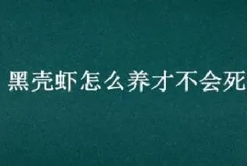 黑壳虾怎么养才不会死