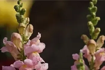 金鱼草的种植注意事项