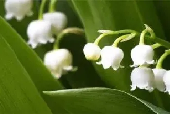 铃兰花种植注意事项