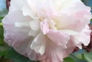 芙蓉怎么施肥