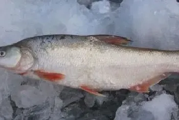 红尾鱼用什么饵料配方