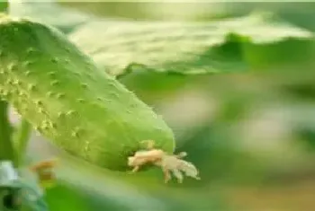 早春冷棚黄瓜种植技术