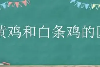 三黄鸡和白条鸡的区别