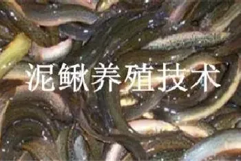 泥鳅养殖技术