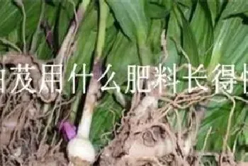 白芨用什么肥料长得快