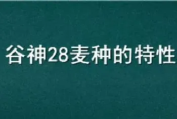 谷神28麦种的特性