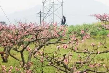 桃树土传病害怎么治