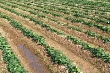 红薯地除草用什么除草剂