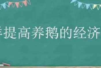 怎样提高养鹅的经济效益