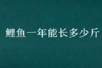 鲤鱼一年能长多少斤