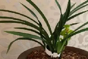 用什么种植兰花效果比较好?