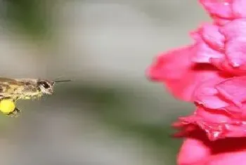 蜜蜂中毒阿托品用量