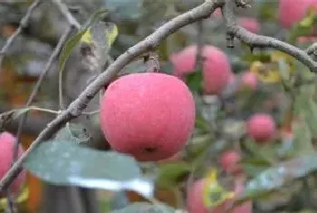 苹果树什么时候剪枝刮皮