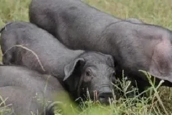 散养猪的养殖方法潲水喂猪的危害以及措施