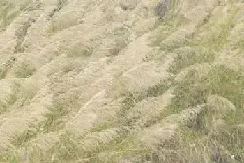 芦苇用什么除草剂除草