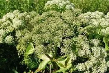 白芷种植方法及田间管理(中药白芷播种时间及栽培技术)