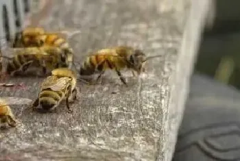 蜜蜂春季怎样繁殖最快？