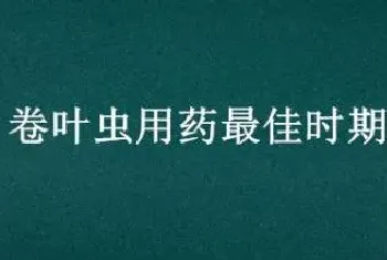 卷叶虫用药最佳时期