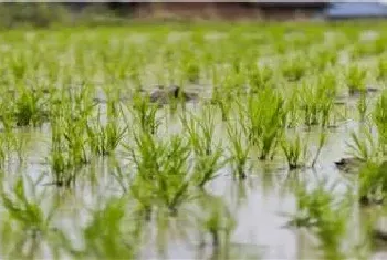 水稻插秧后什么时候开始追肥