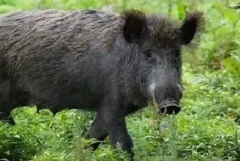 野猪一胎大概多少只