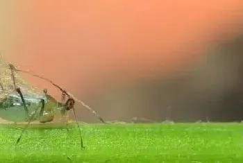 吡丙醚防治蚜虫怎样