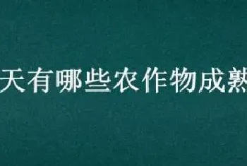 春天有哪些农作物成熟了