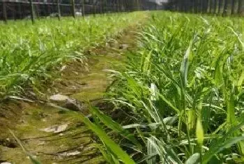 利用白芨种子快速繁殖小苗的方法