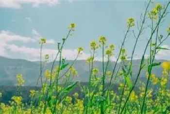 油菜花种植注意事项