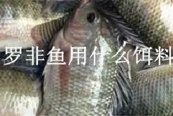 罗非鱼用什么饵料