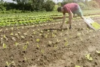 黄豆用什么农药