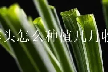 荞头怎么种植几月收获