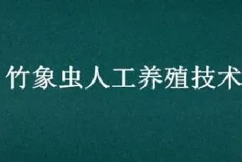 竹象虫人工养殖技术