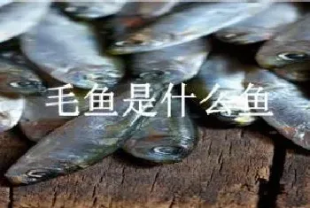 毛鱼是什么鱼