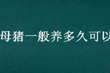 陆川母猪一般养多久可以配种