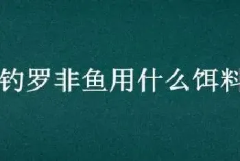 钓罗非鱼用什么饵料