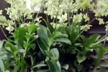 兰科植物种植注意事项