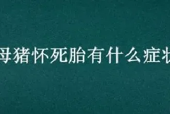 母猪怀死胎有什么症状