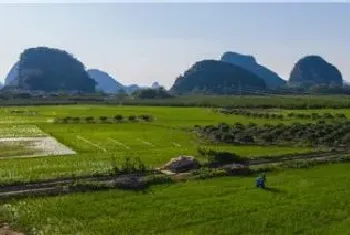 水稻田鸭舌草用什么药