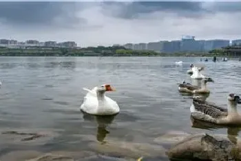 鸭鹅为什么不能一起养