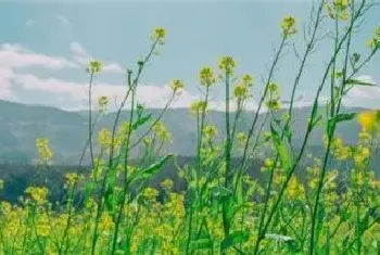 油菜生虫用什么农药