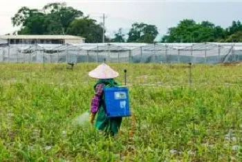 无锡阳山水蜜桃上市时间