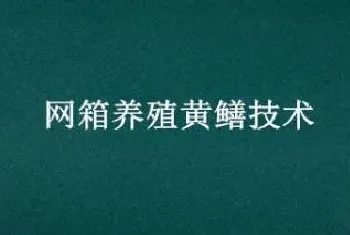 网箱养殖黄鳝技术