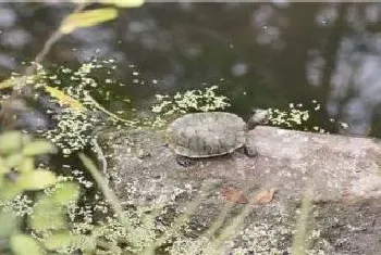 猪鼻龟和什么鱼混养