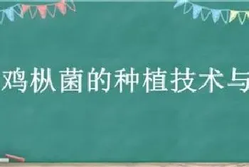 黑皮鸡枞菌的种植技术与管理